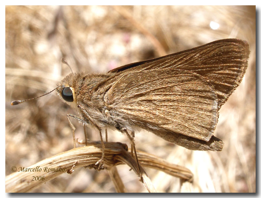 Gegenes pumilio, piccolo Lepidottero dal volo possente